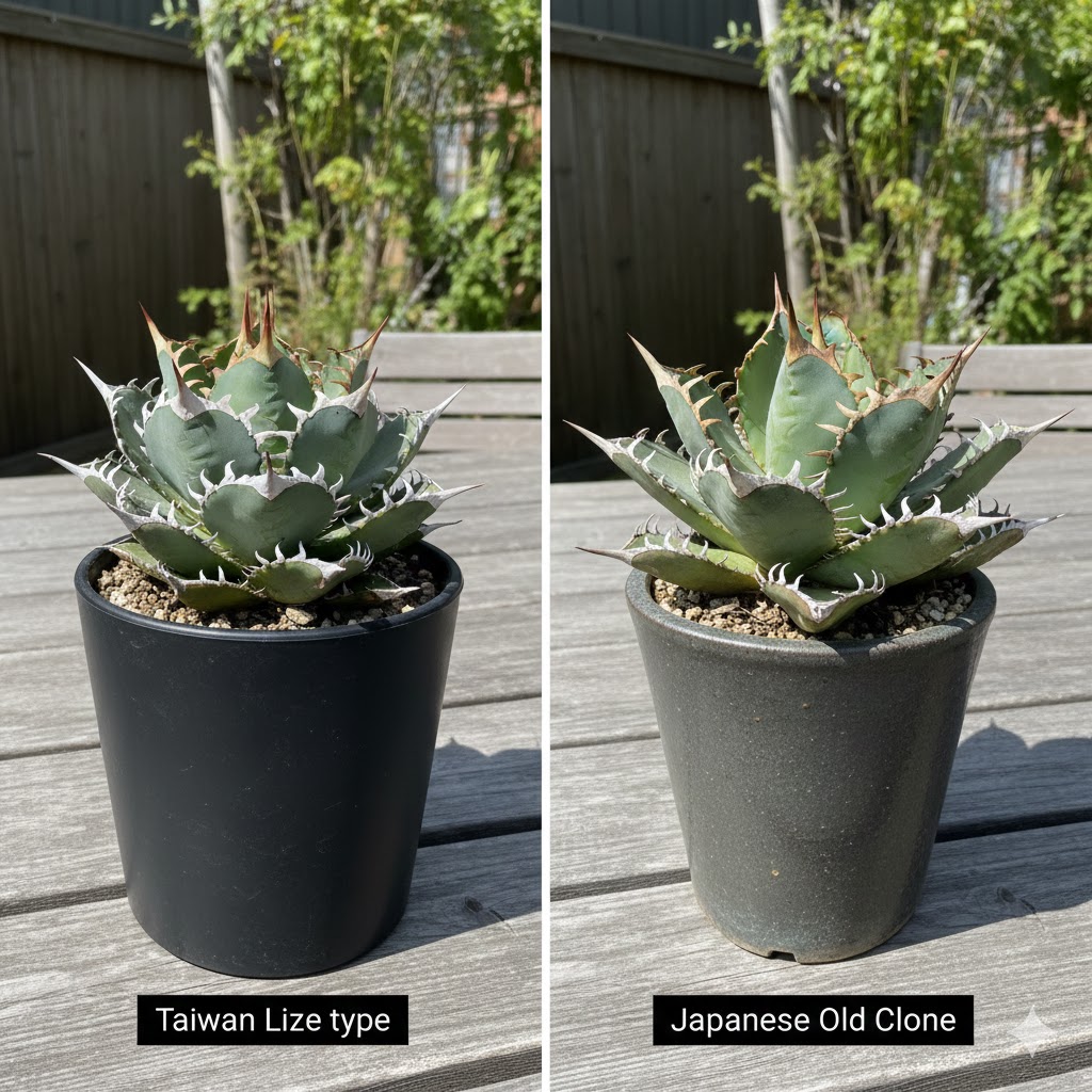 台湾Lize産と日本国内の旧来系統の相違点