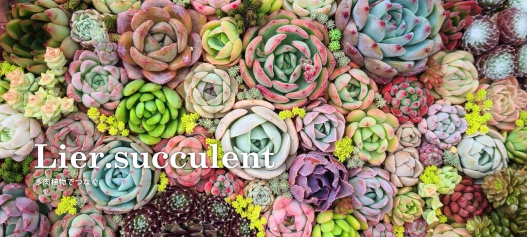 福山開催のLier多肉フェスティバル