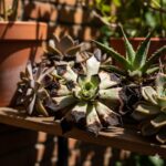 多肉植物,直射日光,葉焼け,火傷,対策